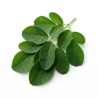 Moringa Oleifera